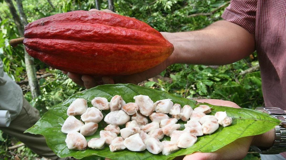 Foto de archivo de futa del cacao y su semilla lista para ser tostada y obtener el chocolate.