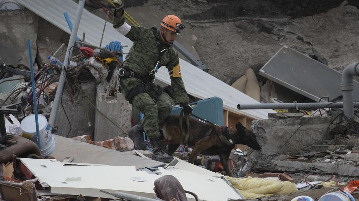 Un socorrista con su perro trabajan en las labores de rescate en el vecindario Roma Norte el sábado en Ciudad de México.