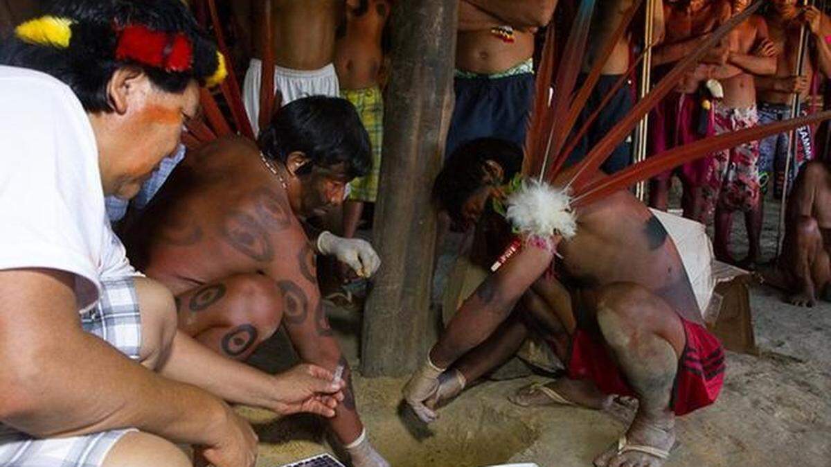 
Los indígenas Yanomamis de Brasil, engalanados con plumas y pinturas corporales pero con guantes de látex, vierten la sangre de 2,693 frascos en un agujero cavado al pie de un pilar de su gran choza colectiva.
