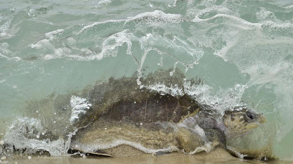 
Cada año, entre julio y marzo, seis de las siete especies de tortugas marinas que existen en el mundo anidan sobre costas de México, algunas de ellas tras migrar desde Japón.
