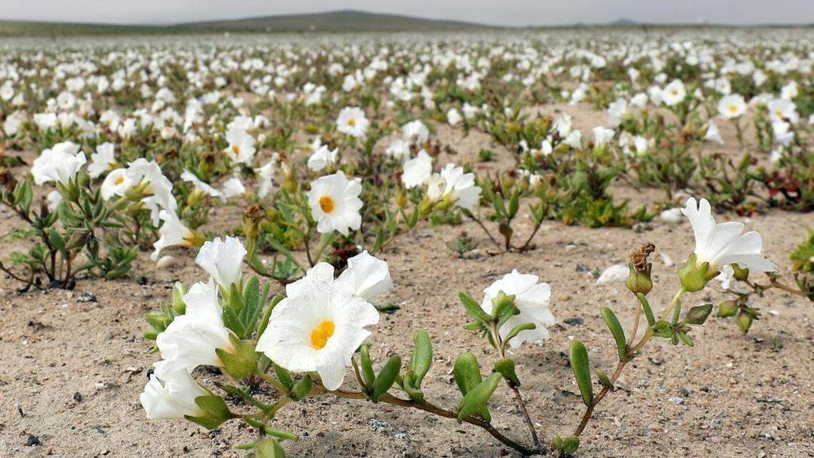 Vista de flores en el desierto de Atacama (Chile), el lunes 21 de agosto de 2017. Las intensas y sorpresivas precipitaciones registradas en las regiones del norte de Chile durante los meses del invierno austral dieron paso al deslumbrante desierto florido en Atacama, el más árido y soleado del mundo. Este fenómeno, que ocurre con una distancia de cinco o siete años, pero que se ha vuelto recurrente debido a la presencia de el fenómeno climatológico El Niño, atrae a miles de turistas con sus más de 200 especies florales y fauna endémica.