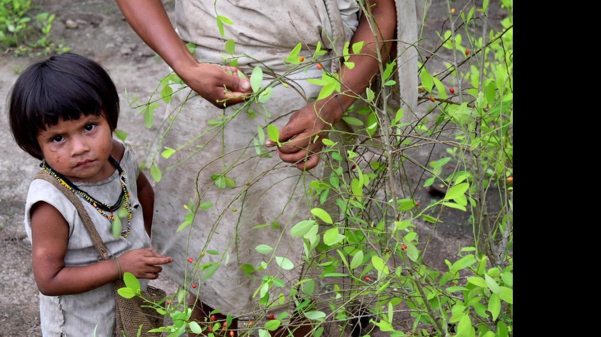 
Una niña del clan de indios kogi recoge hojas de coca junto a su madre, en el poblado de Domingueka, Colombia.


