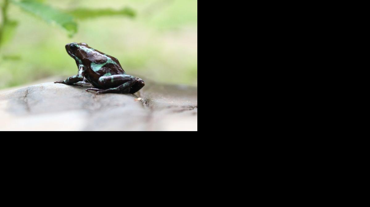
Un centenar de esas ranas, caracterizadas por su piel multicolor y su diminuto tamaño, similar al de la uña de un dedo pulgar, integra la exhibición ‘Tierra de Ranas’, instalada de forma permanente en un hotel, ubicado en la ribera del Canal de Panamá. 
