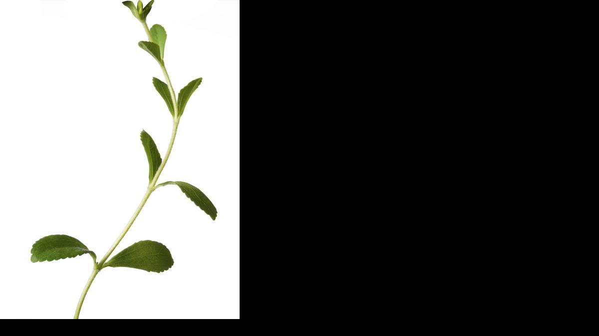 
Planta de stevia.
