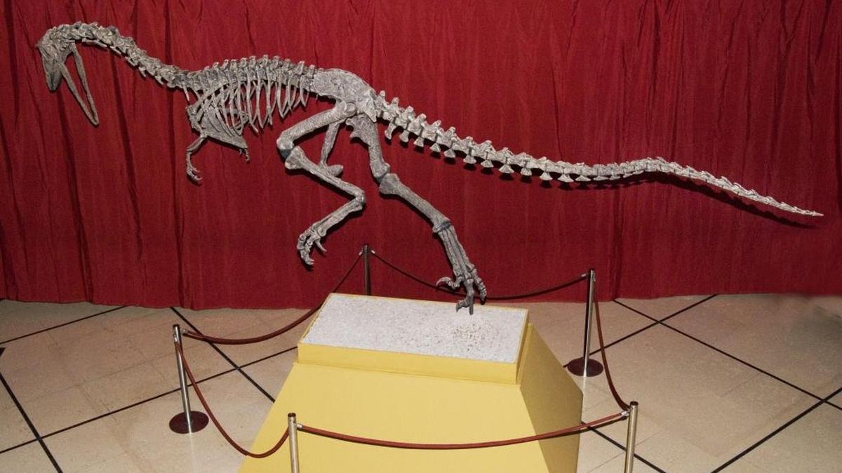 Fotografía del Museo Argentino de Ciencias Naturales que muestra la reconstrucción del Austroraptor, una especie de dinosaurio que vivía en la zona de la Patagonia, al sur del país, y emparentado con el conocido Velociraptor.
