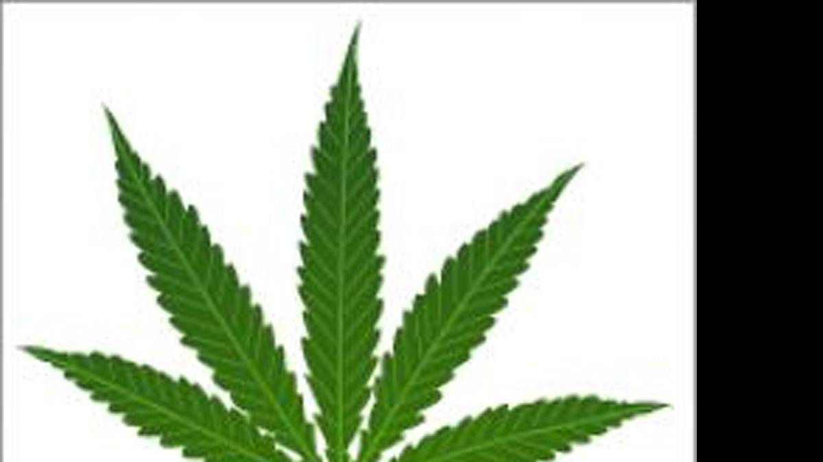 
La nueva semilla de marihuana ‘Mujica Gold’ es un homenaje al ex presidente uguguayo José Mujica.
