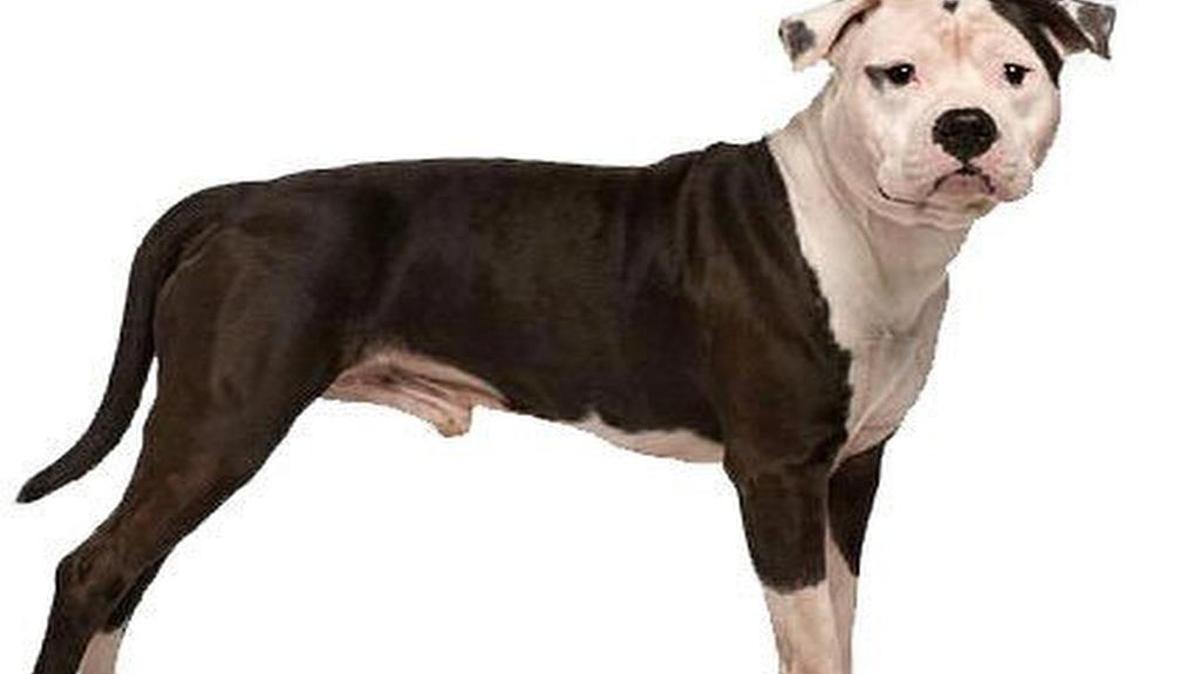 
El pit bull watá wntre una veintena de razas consideradas peligrosas.
