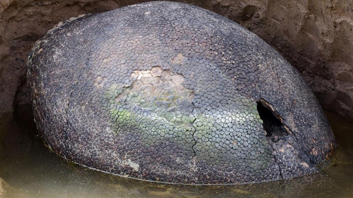 Vista de una concha gliptodonte encontrada en Carlos Spegazzini, Provincia de Buenos Aires, Argentina, el 29 de diciembre, 2015.