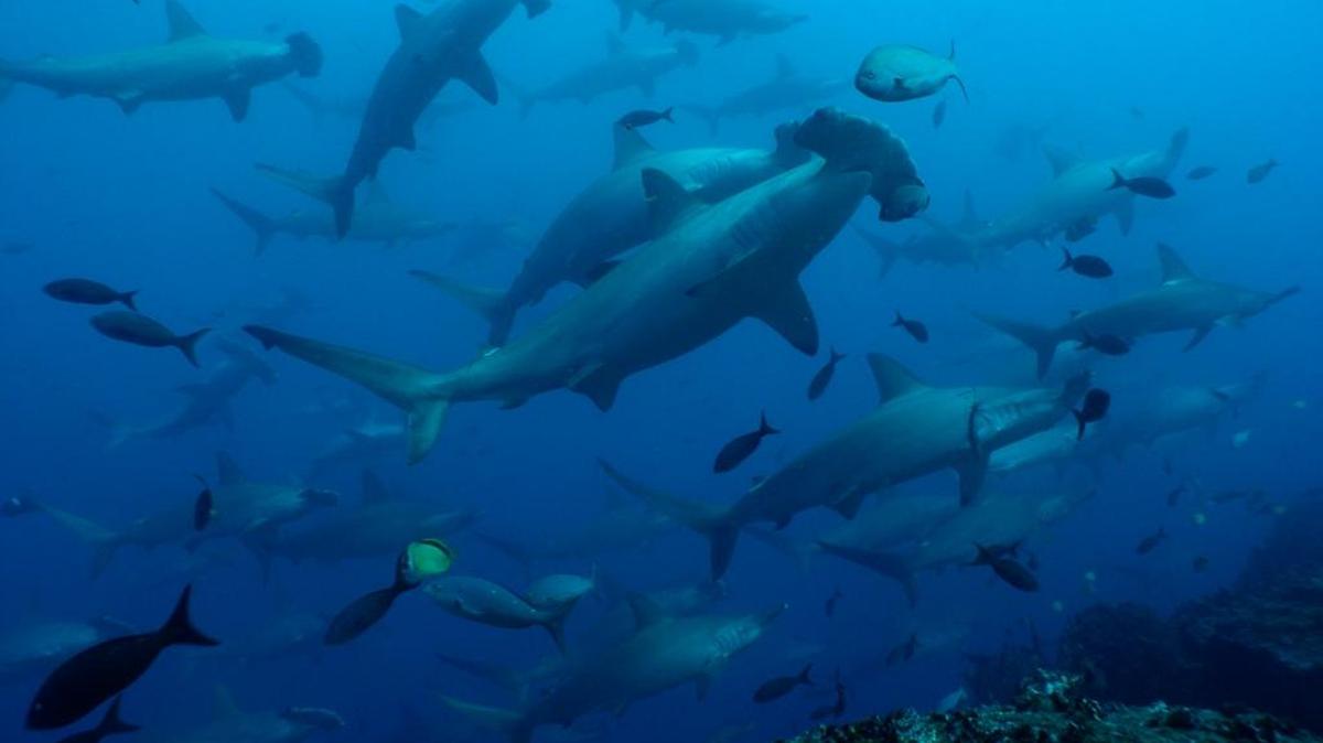 Tiburones en el archipiélago de Galápagos. Ecuador anunció el lunes la creación de un santuario, entre las islas Darwin y Wolf.
