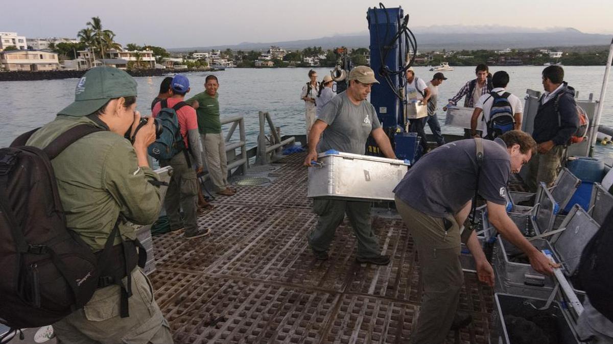 Un grupo de especialistas libera 190 tortugas gigantes en el archipiélago de Galapagos.