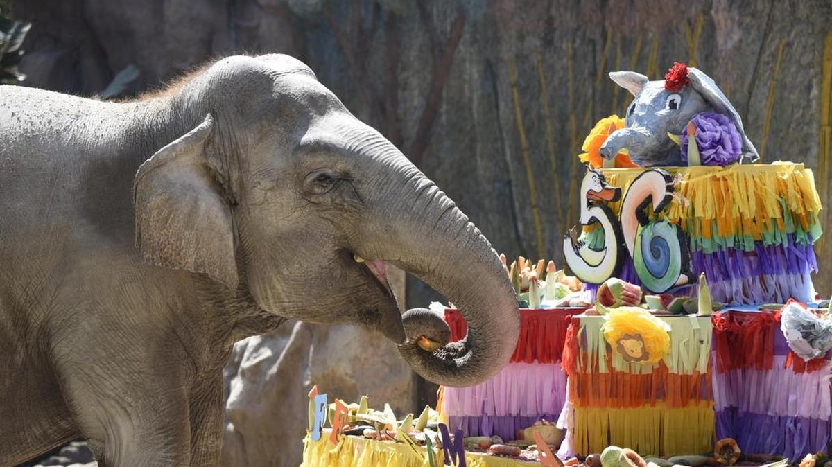 La elefanta "Trompita", un ícono de Guatemala, celebra su cumpleaños 56 el domingo, 19 de febrero de 2017, en el Zoológico La Aurora, en Ciudad de Guatemala.