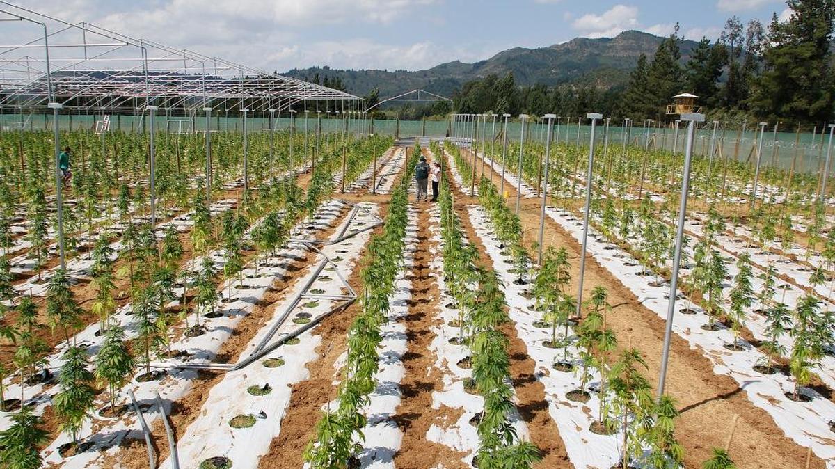 Hombres trabajando en la mayor plantación legal de cannabis de toda América Latina, ubicada en la zona rural de Colbun, 270 kilómetros al sur de Santiago de Chile, cercana a la cordillera de Los Andes.