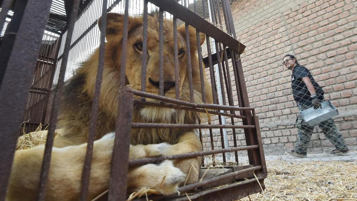 Mientras estos 33 despegan al paraíso, otros felinos en cautiverio no corren igual suerte.