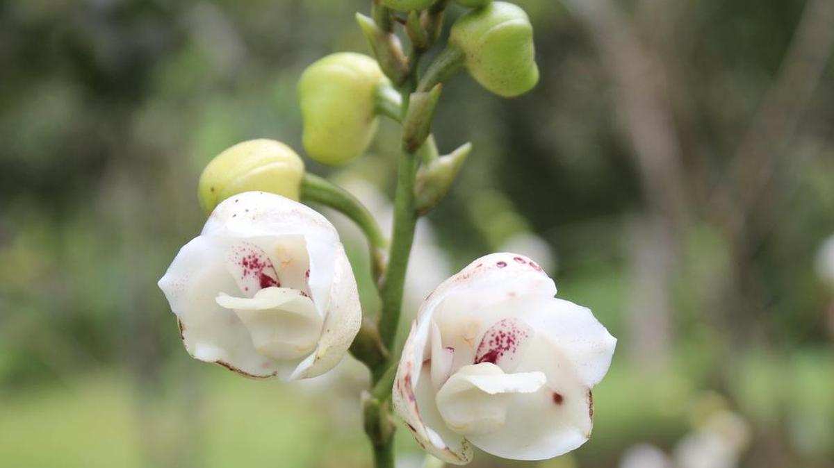 Fotografía del 26 de septiembre de 2017 de una "flor del Espíritu Santo", cultivada en una finca de una comunidad aledaña a Ciudad de Panamá (Panamá).