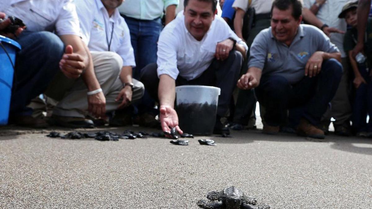 El presidente Juan Orlando Hernández encabezó la libeción de 1,300 tortugas que nacieron en cautiverio en el Golfo de Fonseca (Pacífico).
