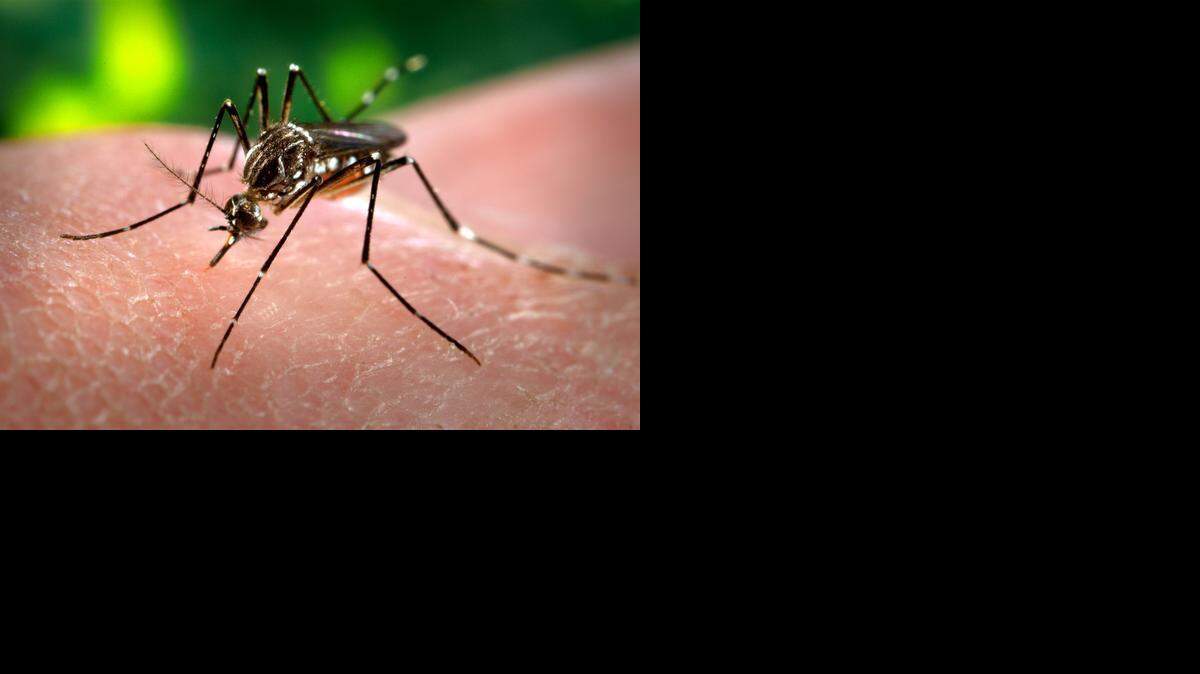 
Mosquito ‘Aedes aegypti’, que transmite varias enfermedades tropicales incluyendo chicungunya, dengue y fiebre amarilla.
