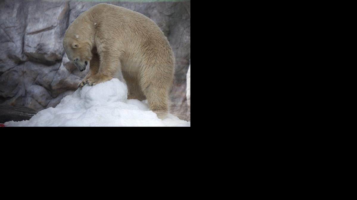 
El oso polar conocido como Peregrino. Dos plantígrados fueron trasladados del zoológico de Kazan, en Rusia, directo al acuario de Sao Paulo, considerado como el más grande temático de Latinoamérica. 
