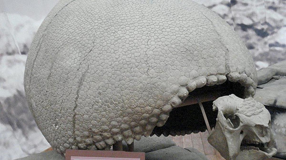 El caparazón de un gliptodonte. El animal es familia de los osos hormigueros y armadillos.