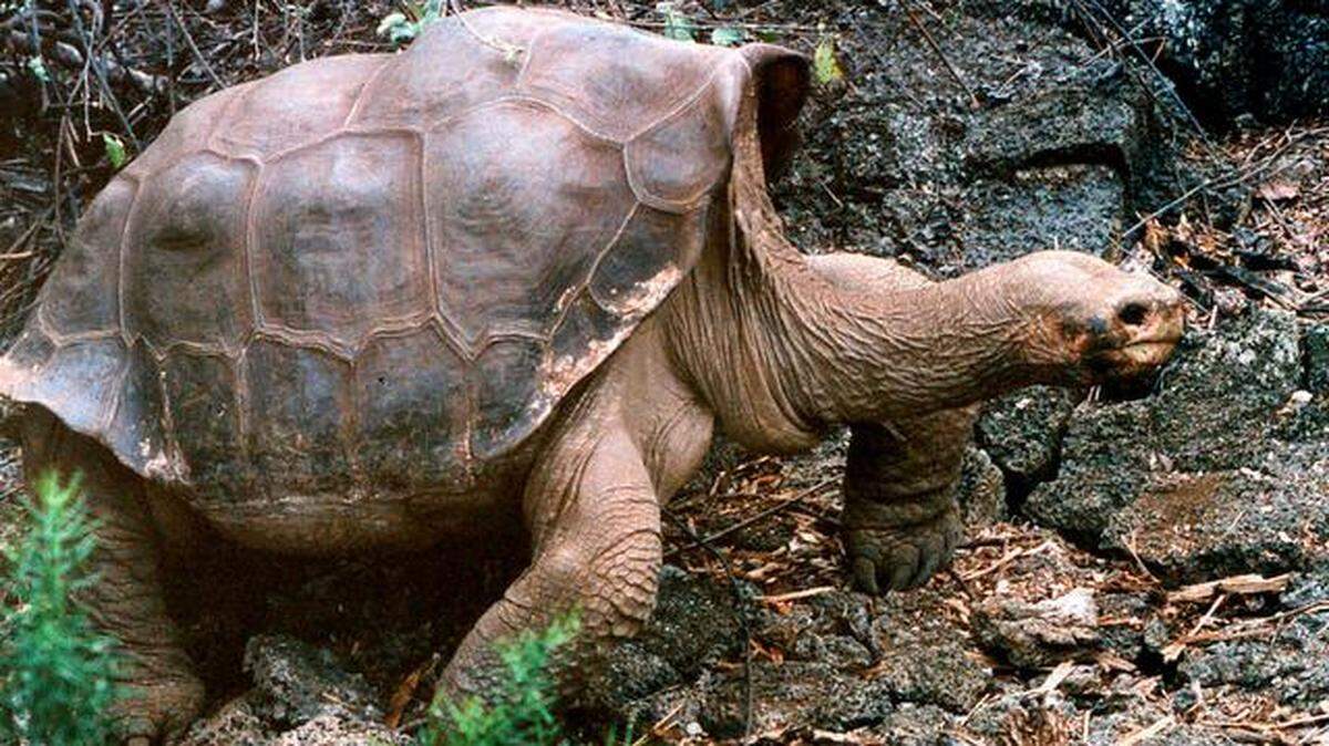 El ‘Solitario Jorge’, en el Parque Nacional Galápagos en Santa Cruz. 
