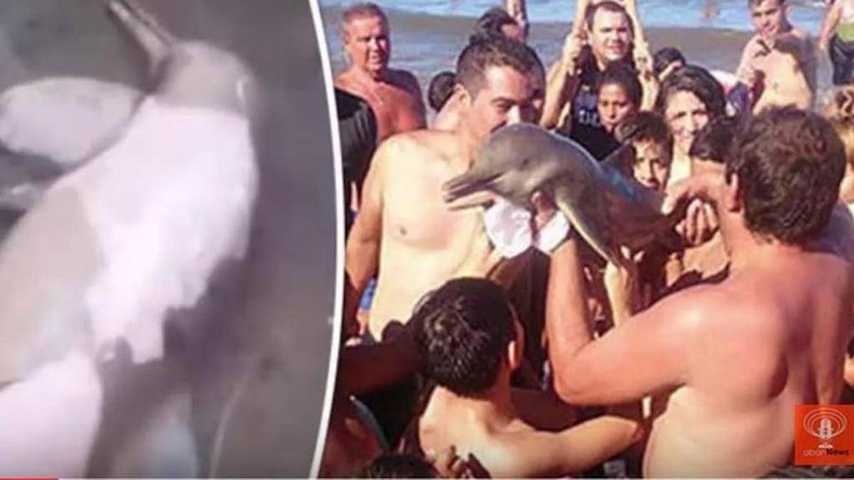 En un video divulgado este jueves, se observa a un hombre sacando del agua al animal que intentaba volver al agua.