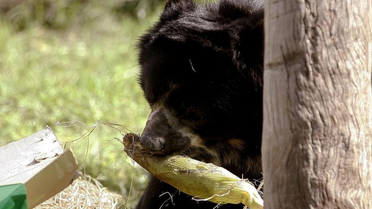 Un oso de anteojos come una mazorca el sábado 9 de enero de 2016, como parte de la celebración del día de Reyes Magos en el Zoológico Santa Fe de Medellín en Medellín(Colombia).