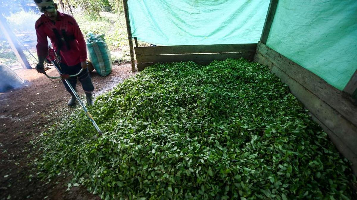 A farmer turns coca leaves into paste — a precursor to cocaine — at a clandestine processing plant in Guaviare, Colombia, in 2017.  Colombia’s coca cultivation is at record highs. 
