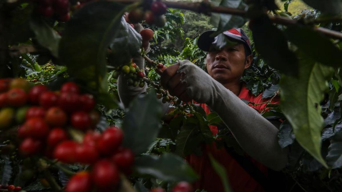 Un indígena zenu de Tuchin, norte de Colombia, trabaja como recolector de café en la zona montañosa cerca de Ciudad Bolívar, departamento de Antioquia, Colombia, el 18 de octubre de 2017.