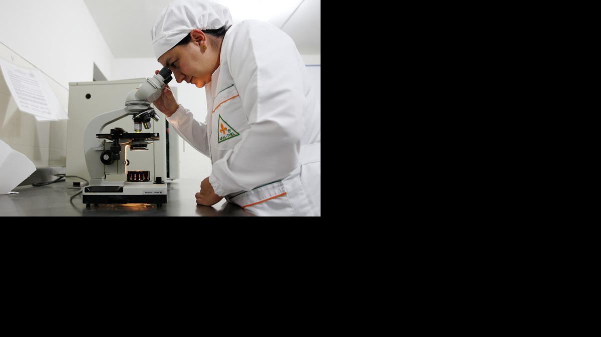 
Una técnica de laboratorios Aral Thel hace estudios de una nueva planta para tratar la hipertensión arterial, en Calarcá, Colombia.
