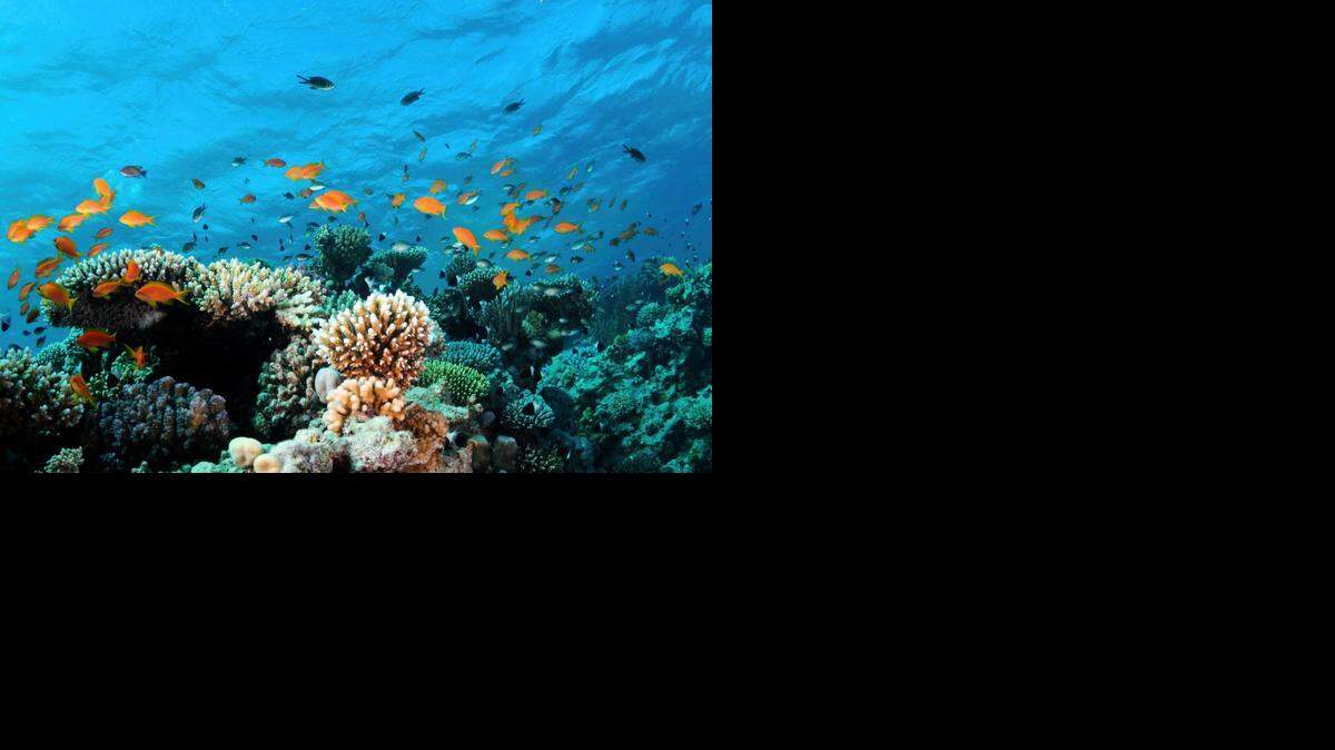 
Los daños en los arrecifes coralinos son de gran impacto dado que para que se formen naturalmente se requieren en algunos casos varios siglos, pues su ritmo de crecimiento oscila entre uno y 30 milímetros por año.
