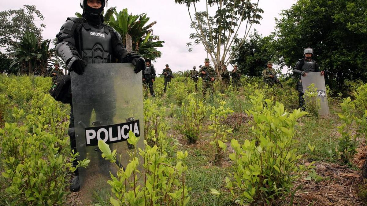 Policías de Colombia prestan seguridad en un cultivo de coca donde se realiza erradicación manual el viernes 25 de Agosto de 2017, en la vereda El Miedo, en el departamento de Nariño (Colombia).