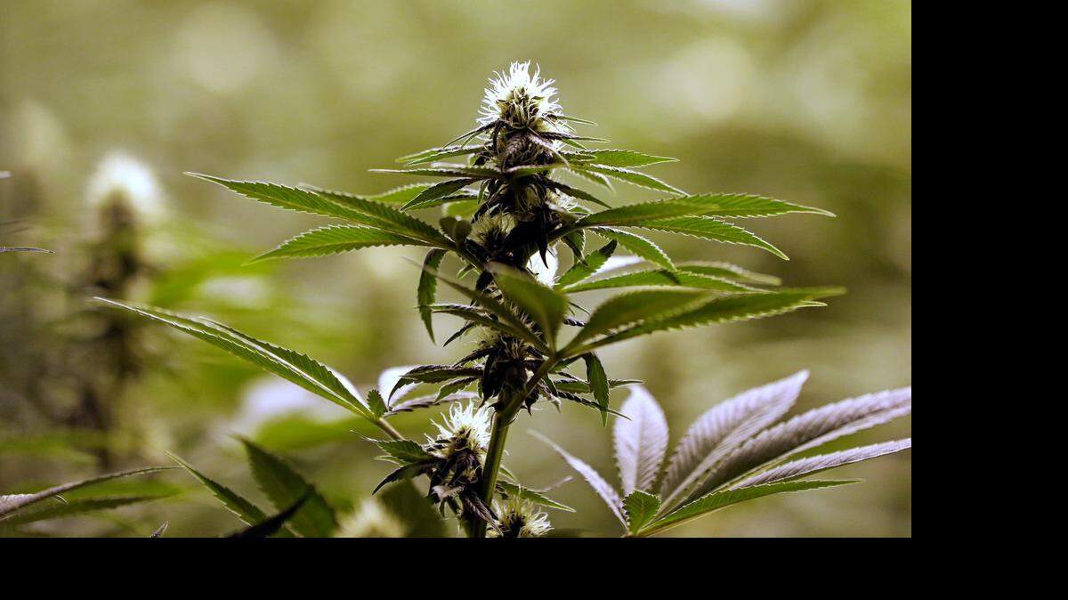 
Una mata de marihuana lista para su cosecha en Arlington, en enero pasado. 
