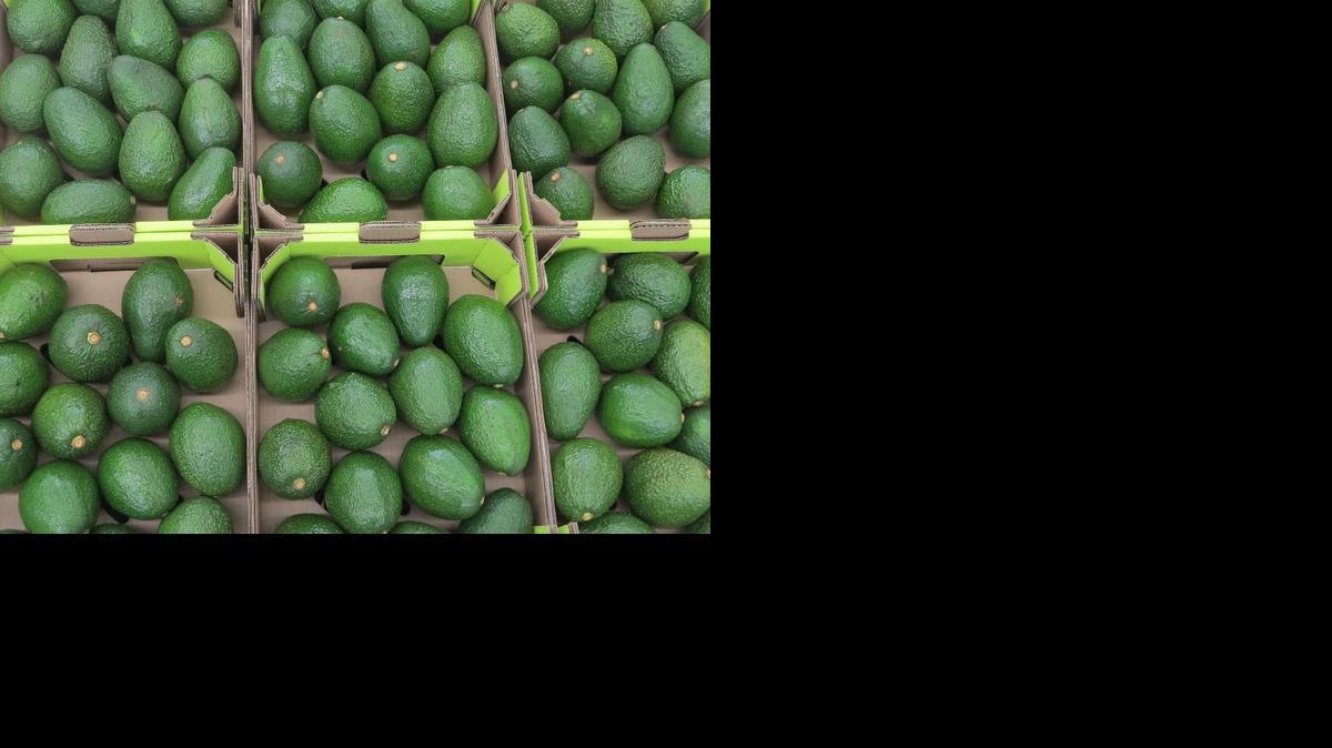 
Colombia espera convertir a sus aguacates en un artículo clave del mercado de Estados Unidos. 
