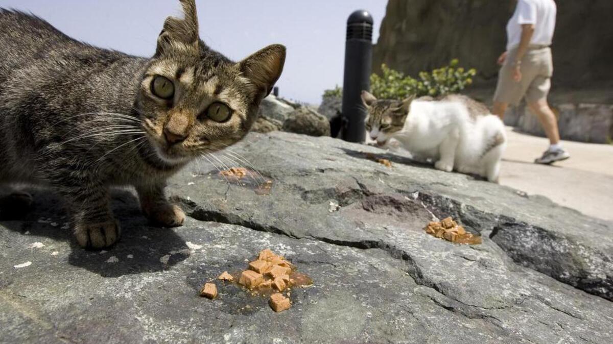 En Colombia no está prohibido consumir carne de gato, caballo o de perro.