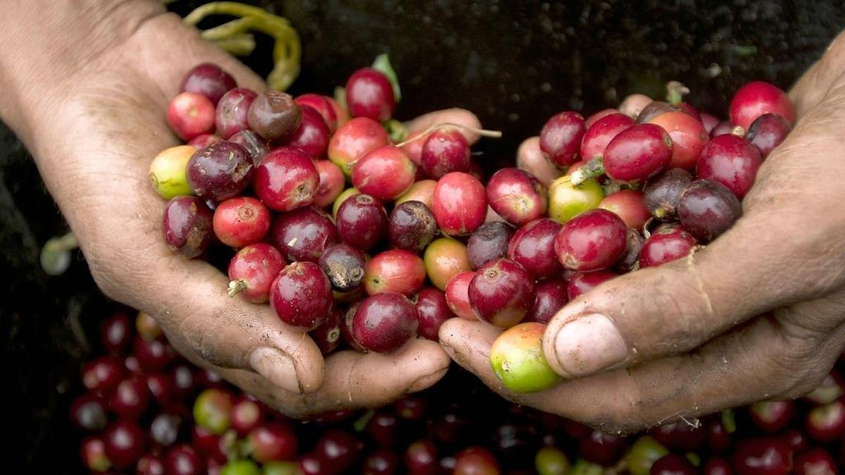Ana Lucía Betancur ya cuenta con más de 5,000 árboles de café, aunque no todos en producción, y ha plantado algo de banano para que sus predios comiencen a aumentar sus frutos.