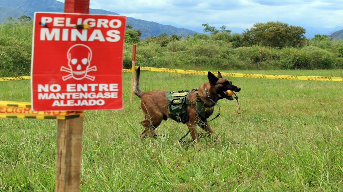 
.- Fotografía del 25 de junio de 2015 que muestra un simulacro de desminado realizado por integrantes del ejército colombiano en la base militar de Tolemaida (Colombia). Durante seis intensas semanas los aspirantes a desminar Colombia mediante el plan acordado entre Gobierno y las FARC cumplen en una base militar un concienzudo entrenamiento que incluye a partes iguales teoría y práctica para afrontar una vida marcada por la tensión. 
