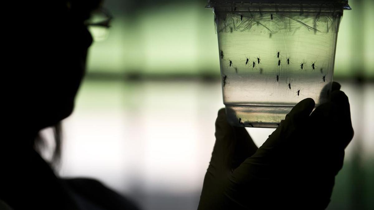 El virus se identificó por primera vez en 1947 en los bosques de Zika en Uganda (África) y fue detectado en América Latina en 2014 por las autoridades de Chile, que confirmaron el primer caso en la isla de Pascua.