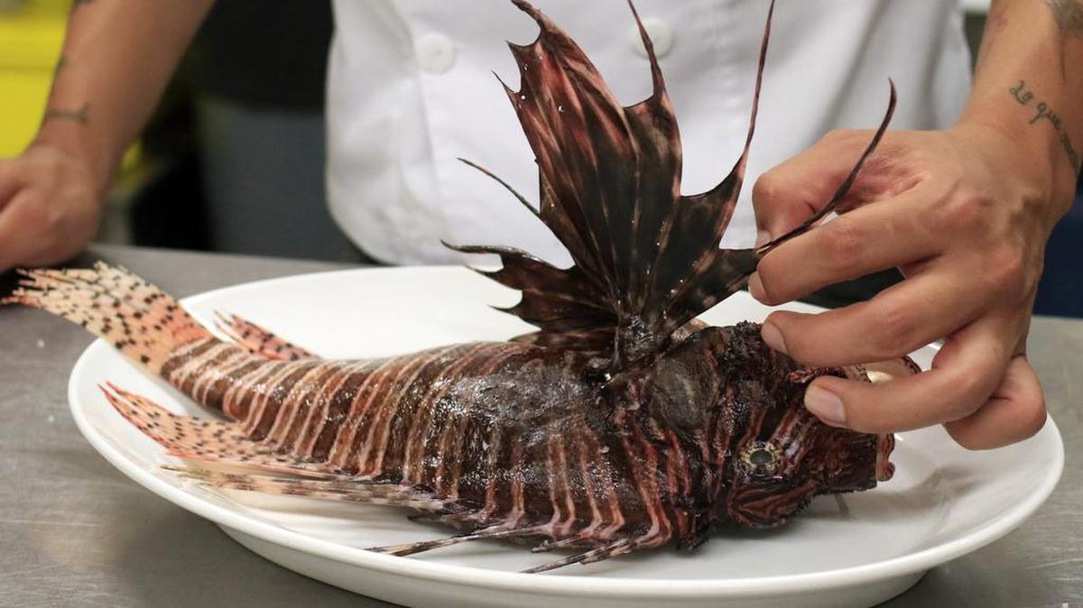 
Fotografía del 21 de Julio de 2015 del chef ejecutivo del restaurante El Gobernador, Jaime Rodríguez, quien prepara platos hechos con pez león, en Cartagena (Colombia). El pez león, procedente del Pacífico Sur, amenaza con destruir la biodiversidad de las caribeñas Islas del Rosario, donde la alternativa ha sido convertirlo en un manjar para frenar su proliferación. Esta especie invasora llegó a Colombia hace cuatro años a base de engullir todo cuanto salía a su paso, después de conquistar con su afán reproductivo las costas caribeñas de Estados Unidos, México y todos los países de Centroamérica.
