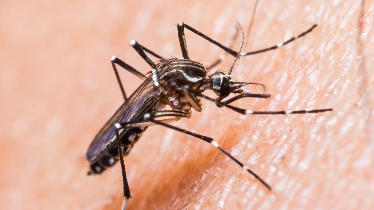 Científicos han criado un mosquito resistente al zika, según especialista de Universidad de Antioquia.