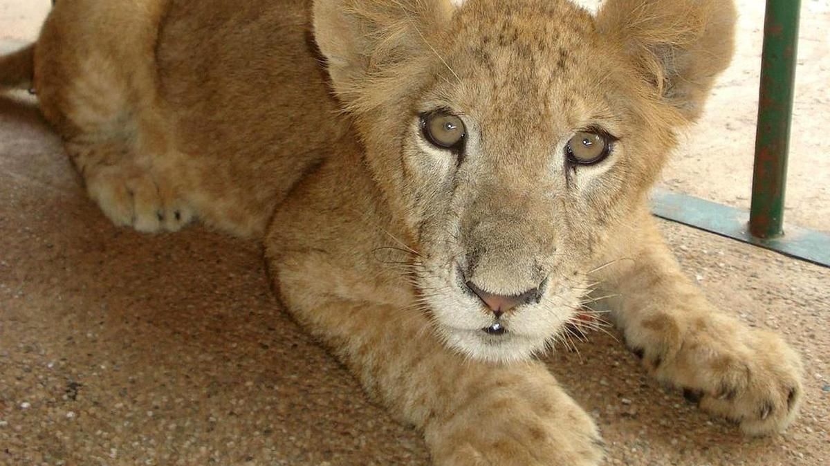 Foto de archivo del 30 de junio de 2009, que muestra a una leona africana.