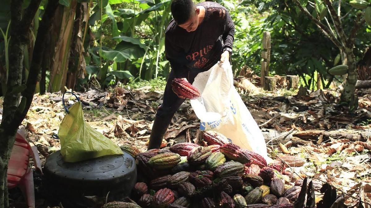 
 Fotografía del 3 de agosto de 2015 de un campesino perteneciente a la Asociación de Cacaoteros de Tarazá (ACATA), agremiación conformada por 64 campesinos asociados que sustituyeron sus antiguos cultivos de coca por plantaciones de cacao en La Caucana, corregimiento del municipio de Caucasia (Colombia). 
