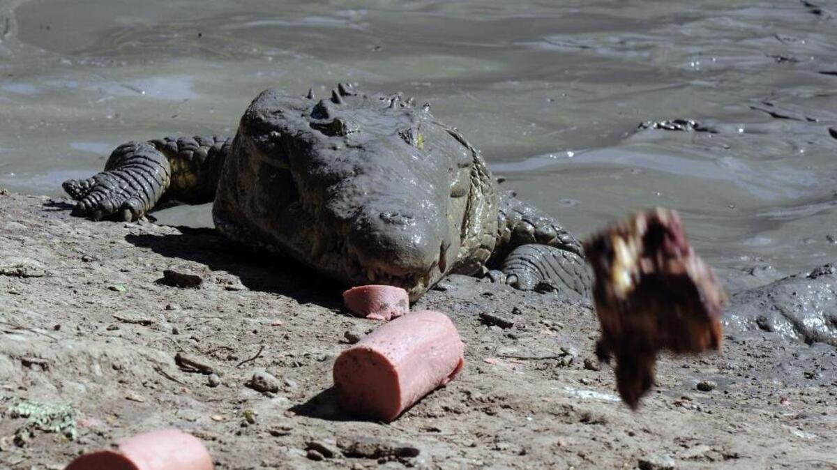 Un cocodrilo es alimentado el miércoles en una granja de la familia Rosenthal en San Manuel, a 220 km al norte de Tegucigalpa.