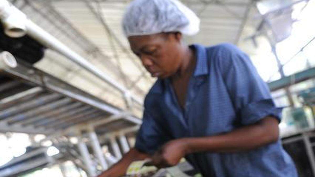 
Bananos jamaiquinos, una de las frutas que solían ser un rubro importante de exportaciones de Jamaica.
