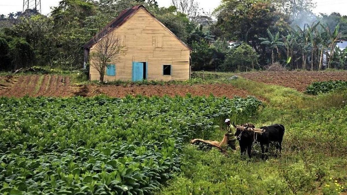 Foto de archivo de una plantación de tabaco en la Finca Ramírez, en Puerta de Golpe, Pinar del Río, Cuba, el 24 de marzo del 2016.