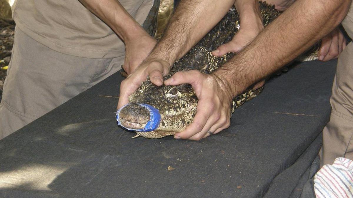 Ejemplar de un Crocodylus Rhombifer, hembra, de unos 10 años de edad y metro y medio de longitud que se trasladará a Cuba.