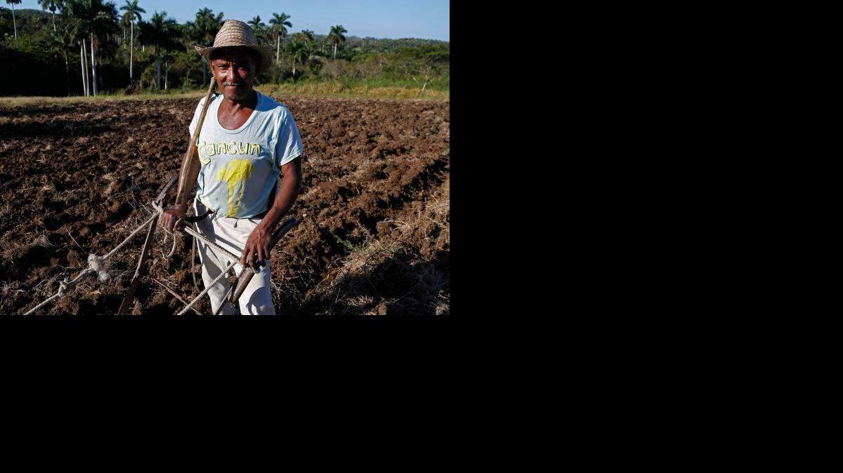 
La agricultura en la isla forma parte de la ineficiencia de todos los sectores y del férreo control del gobierno en un sistema socialista totalmente obsoleto.
