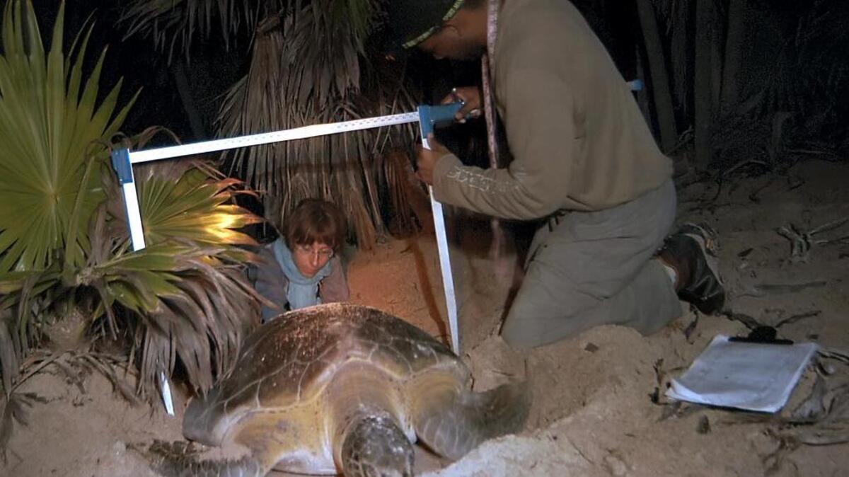 Voluntarios de la Universidad de La Habana miden una tortuga gigante mientras desova en el el Parque Nacional de Guanahacabibes, en la occidental provincia de Pinar del Río, en una imagen del 15 de enero del 2008.