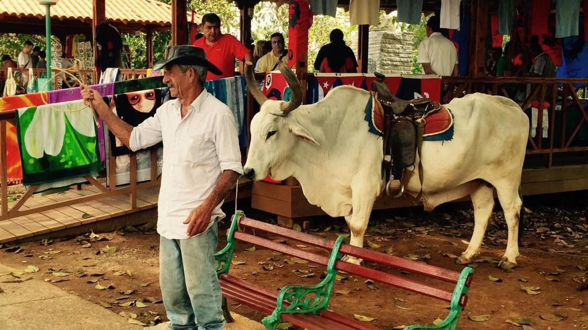 Campesinos cubanos ocultan información al gobierno sobre nacimientos de ganado.