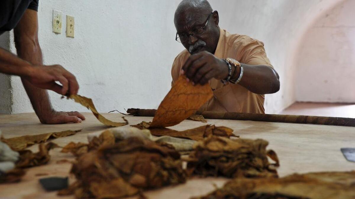 El tabaquero cubano de 72 años ha empleado más de 80 kilogramos de materia prima, una mezcla de hojas de tabaco de tipo ligero, seco y volado.