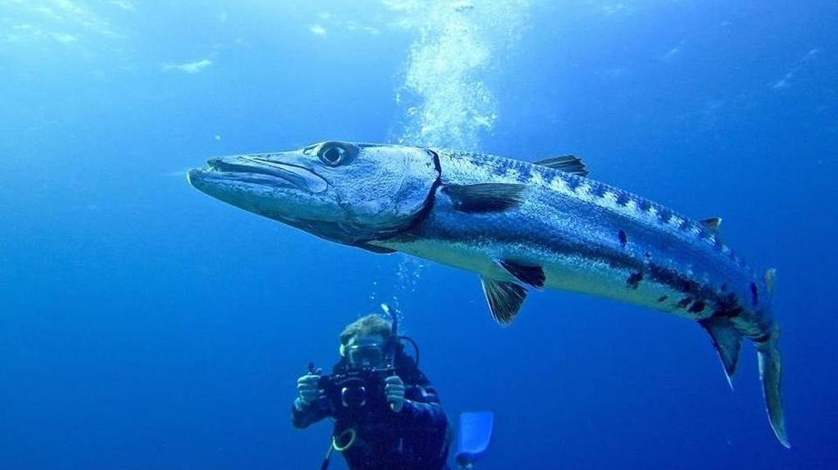 Fotografías submarinas tomadas frente la costa sur de Cuba, en puntos de inmersión como María La Gorda, Punta Francés, Cayo Los Indios, Cayo Largo y Cayo Blanco.