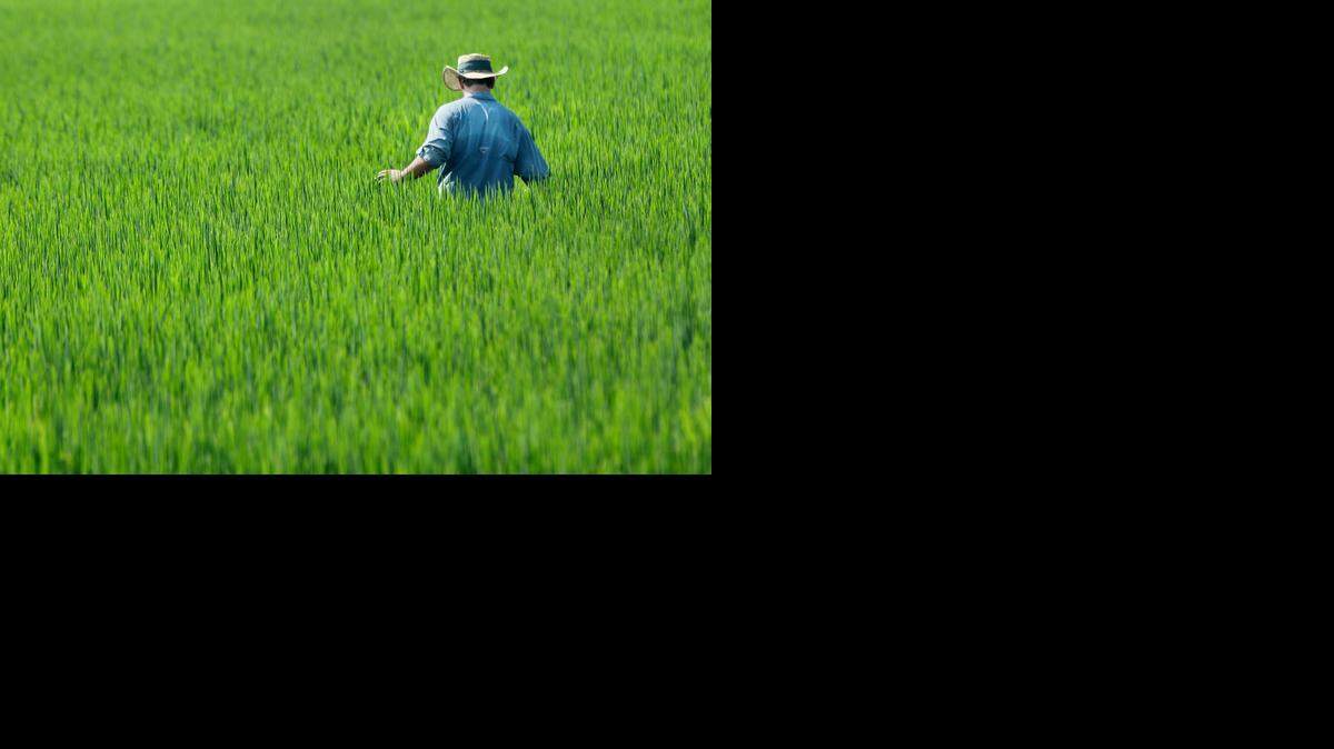 
Un granjero cruza un cultivo de arroz en Coy, Arkansas. 
